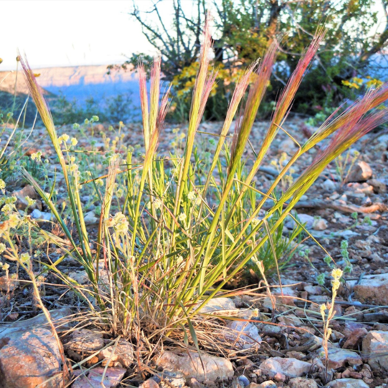 Bottlebrush Squirreltail Rye Grass Seeds