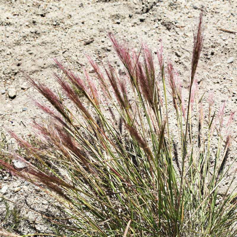 Bottlebrush Squirreltail Rye Grass Seeds