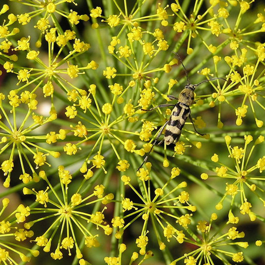 Bouquet Dill Herb Seeds