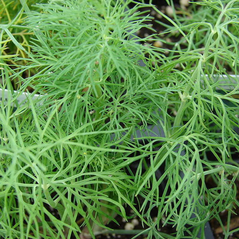 Bouquet Dill Herb Seeds