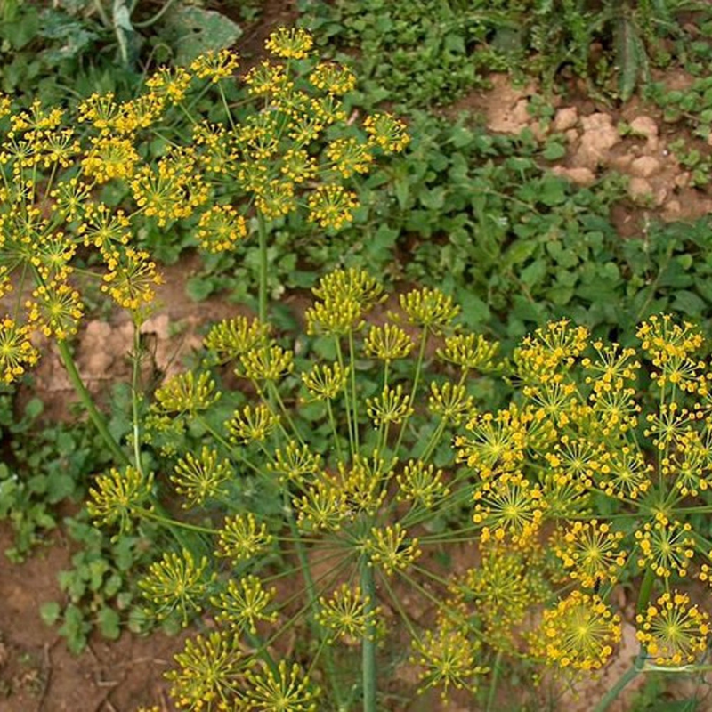 Bouquet Dill Herb Seeds