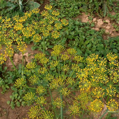 Bouquet Dill Herb Seeds