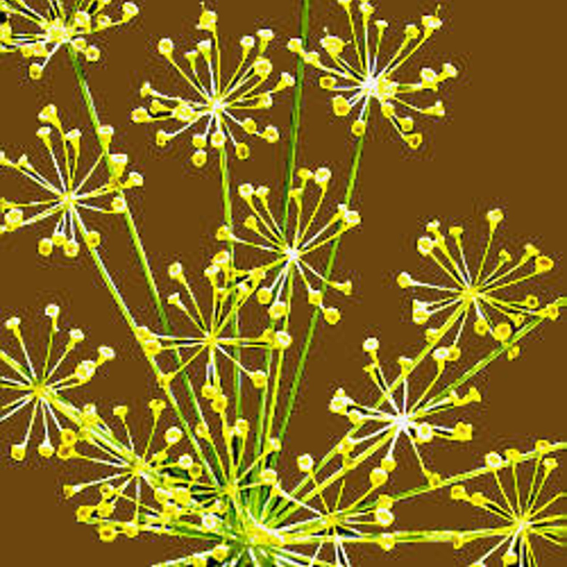 Bouquet Dill Herb Seeds – USA SEED VILLAGE