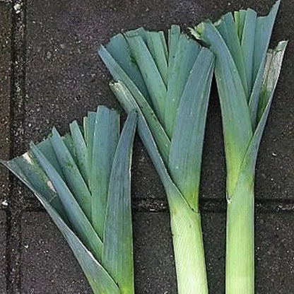 Broad London Leek Seeds