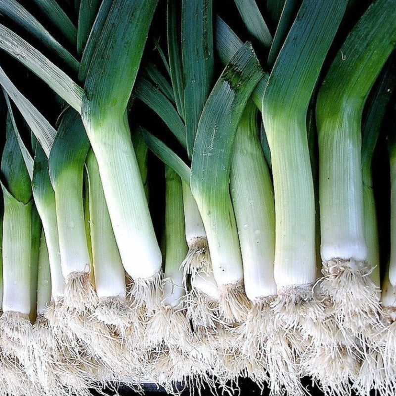 Broad London Leek Seeds