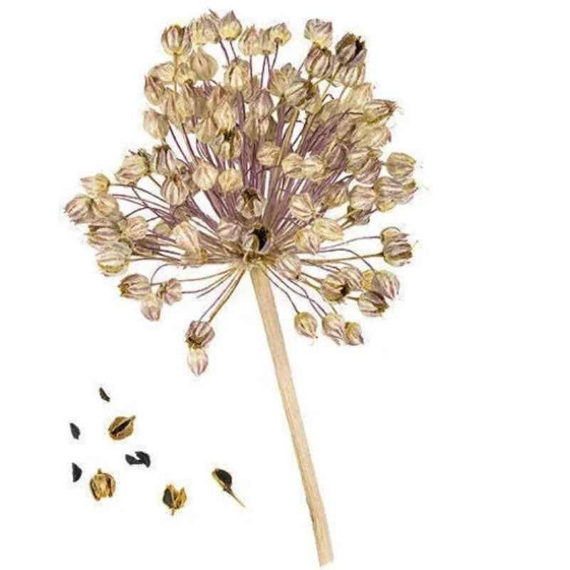 Broad London Leek Seeds