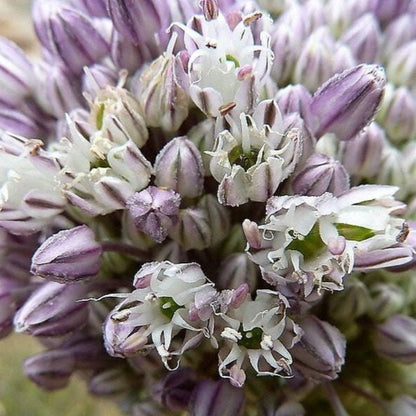 Broad London Leek Seeds