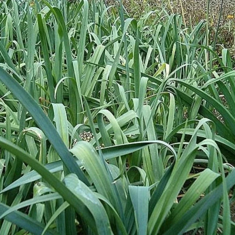 Broad London Leek Seeds