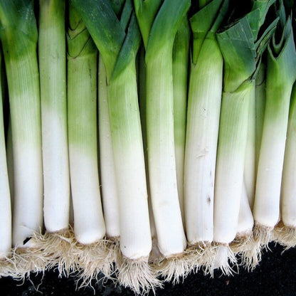 Broad London Leek Seeds