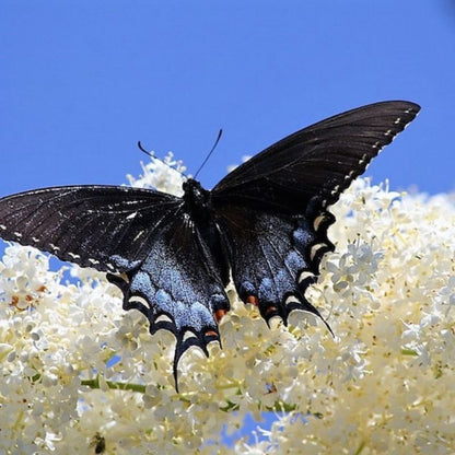 Buddleia Davidii Butterfly Bush Seeds