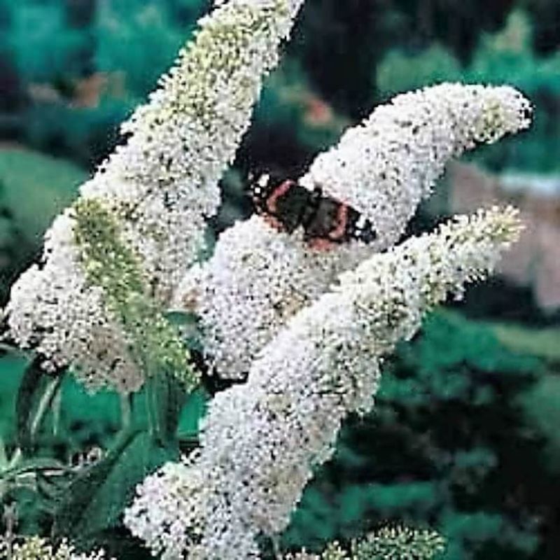 Buddleia Davidii Butterfly Bush Seeds