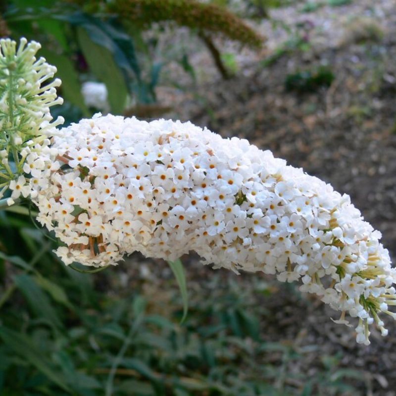 Buddleia Davidii Butterfly Bush Seeds