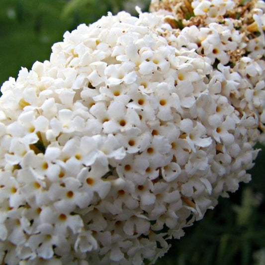 Buddleia Davidii Butterfly Bush Seeds