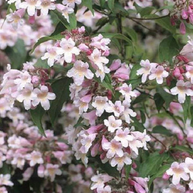 Bush Shrub Tree Seeds