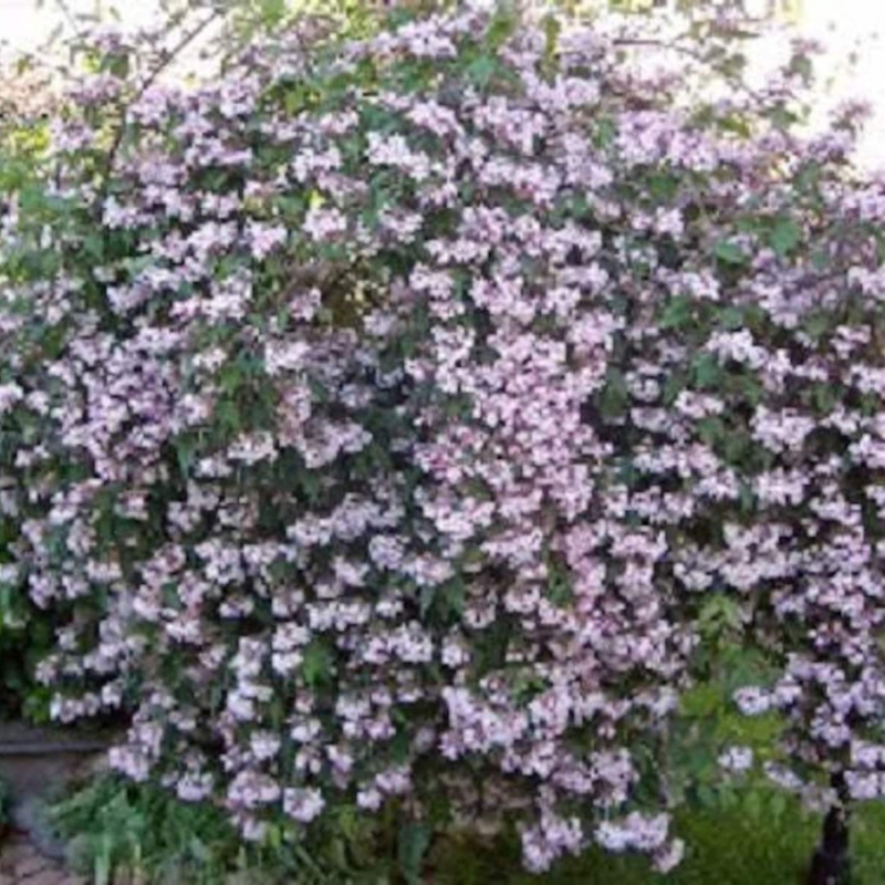 Bush Shrub Tree Seeds