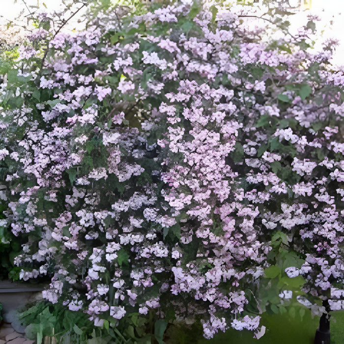 Bush Shrub Tree Seeds
