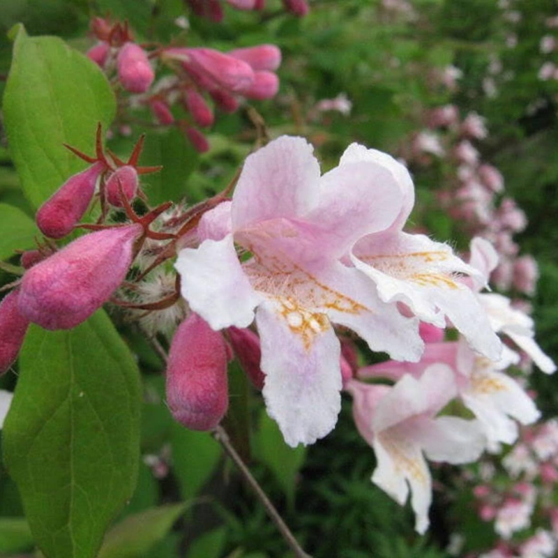 Bush Shrub Tree Seeds