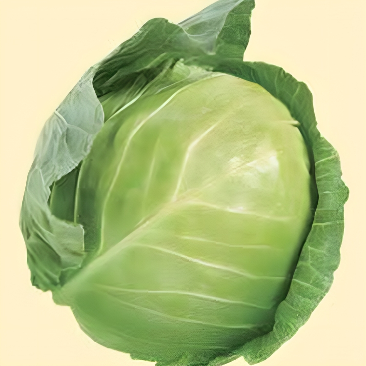 Danish Ballhead Cabbage Seeds