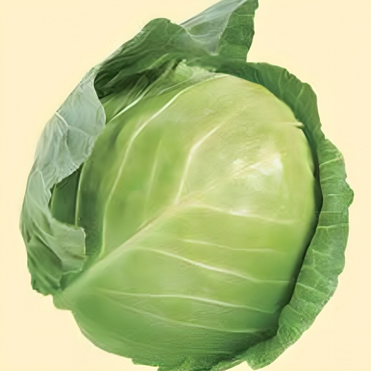 Danish Ballhead Cabbage Seeds