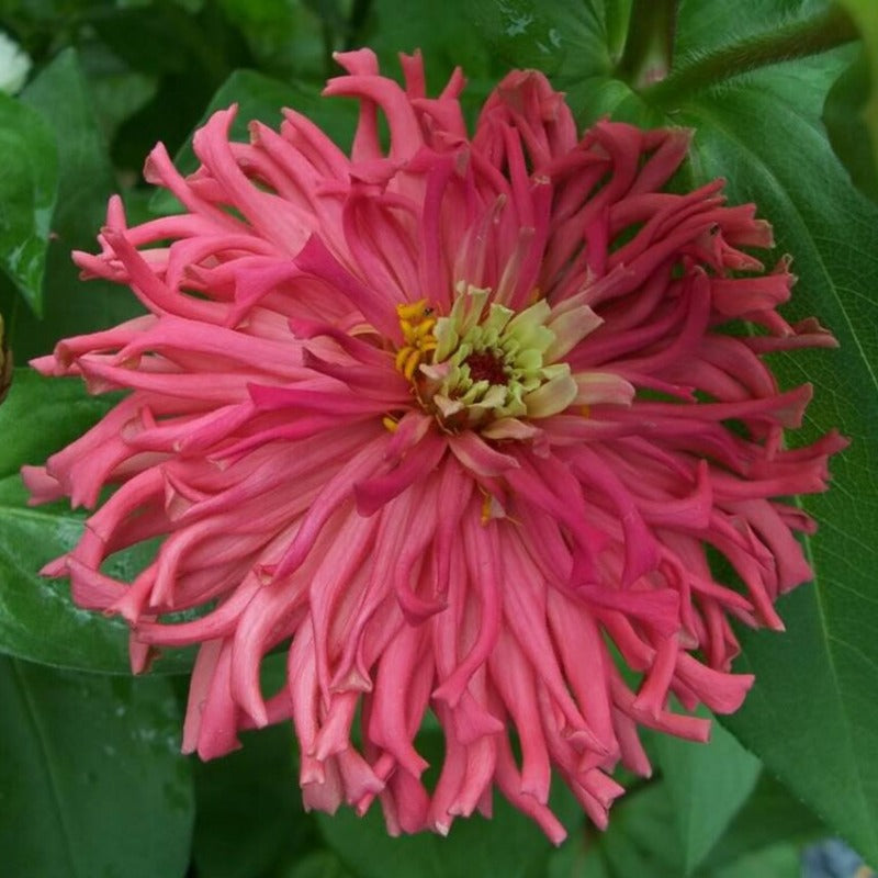 Cactus Flowered Zinnia Seeds