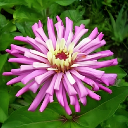 Cactus Flowered Zinnia Seeds