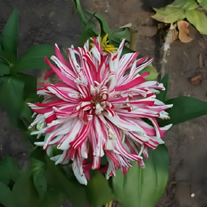 Cactus Flowered Zinnia Seeds