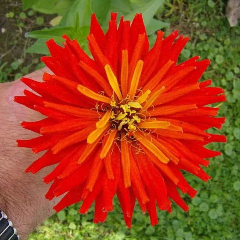 Cactus Flowered Zinnia Seeds