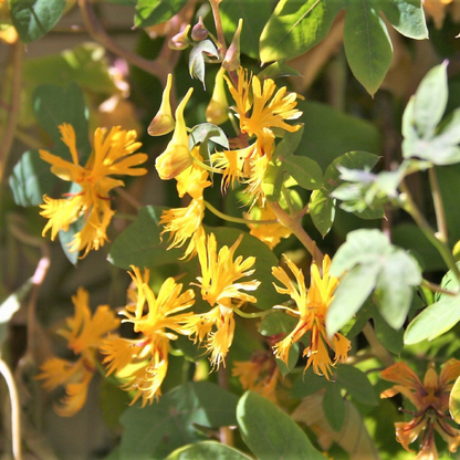 Canary Creeper Nasturtium Vine Seeds