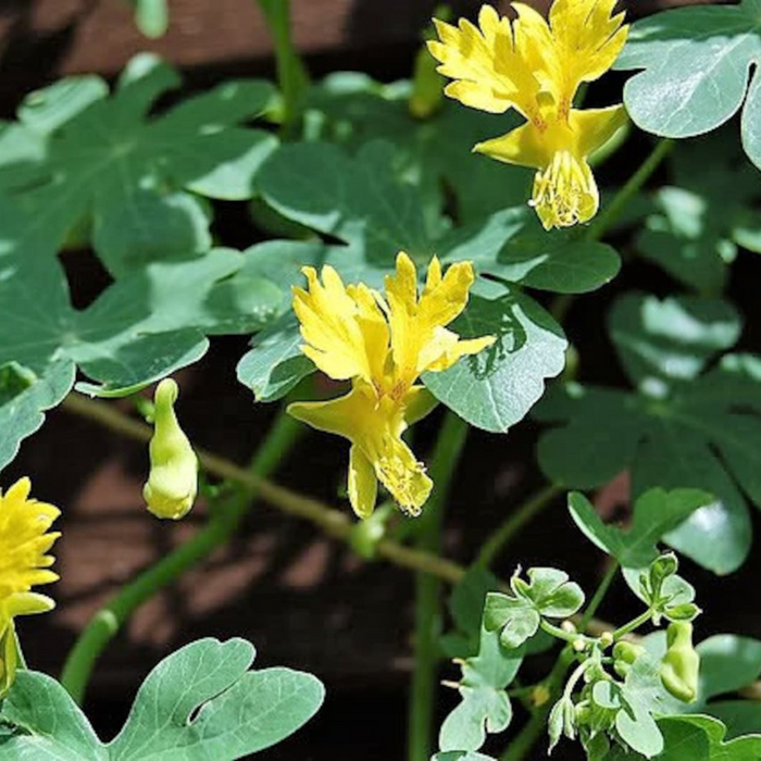 Canary Creeper Nasturtium Vine Seeds