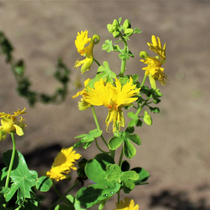 Canary Creeper Nasturtium Vine Seeds