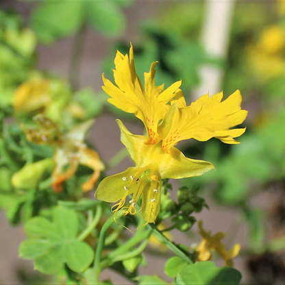 Canary Creeper Nasturtium Vine Seeds