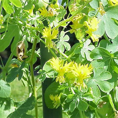 Canary Creeper Nasturtium Vine Seeds