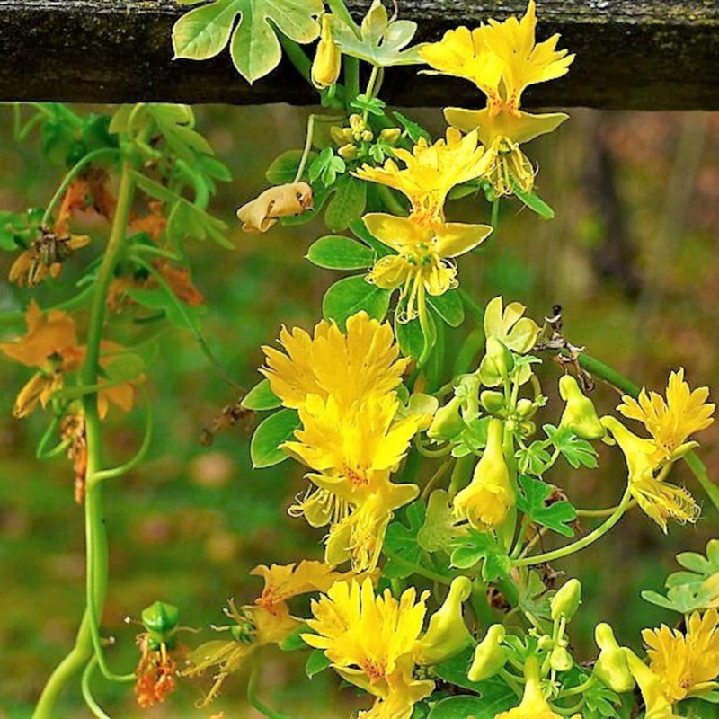 Canary Creeper Nasturtium Vine Seeds