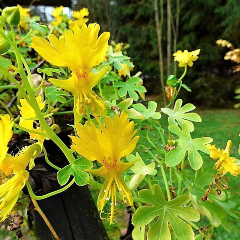 Canary Creeper Nasturtium Vine Seeds