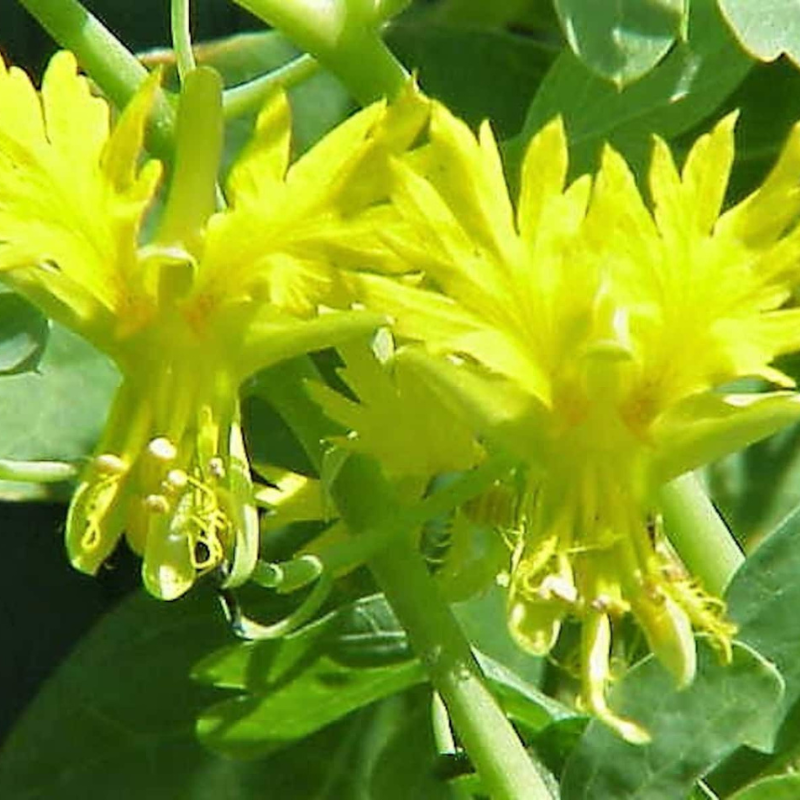 Canary Creeper Nasturtium Vine Seeds