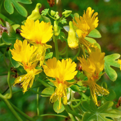 Canary Creeper Nasturtium Vine Seeds