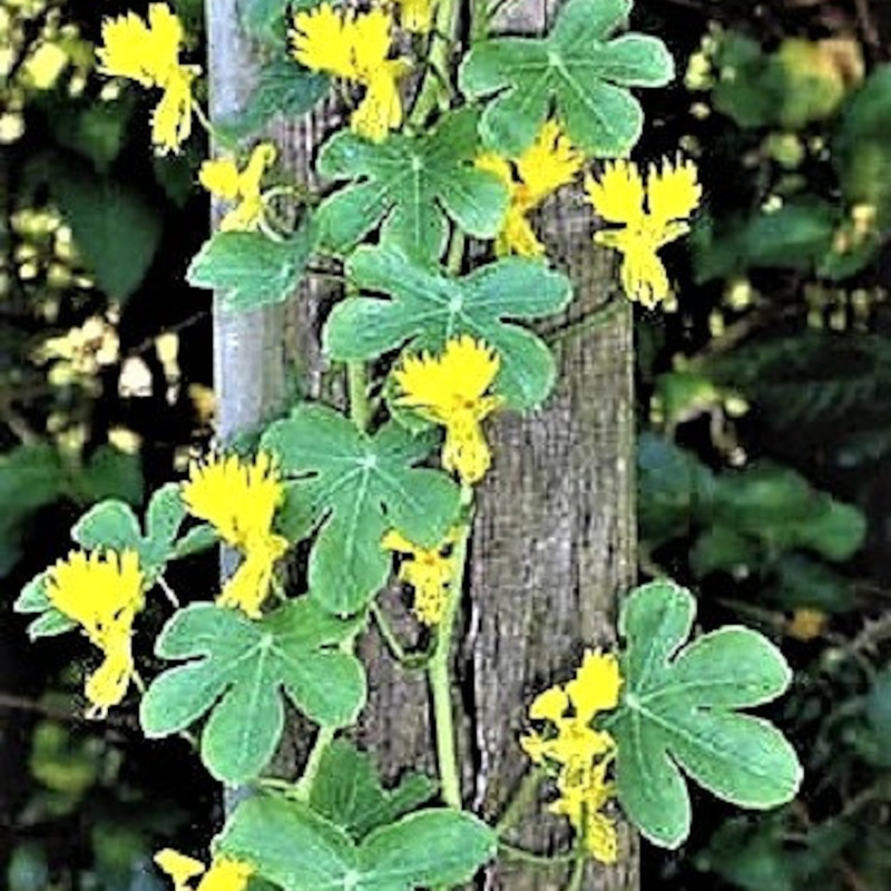 Canary Creeper Nasturtium Vine Seeds