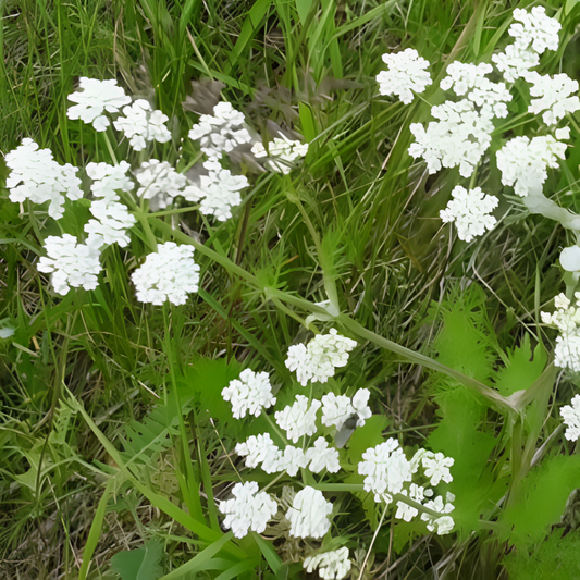 Caraway Herb Seeds