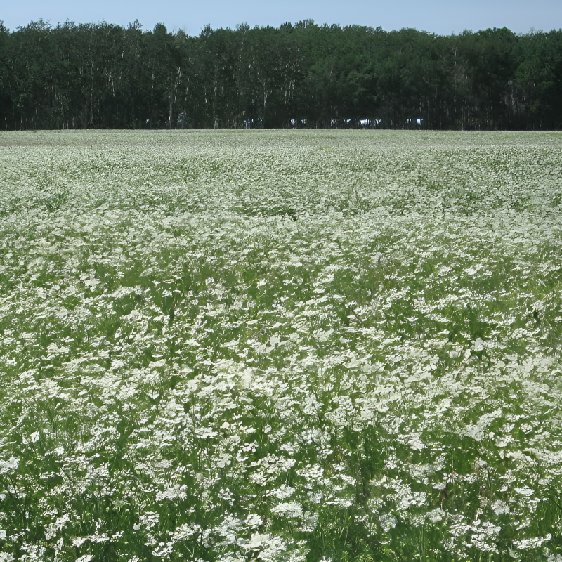 Caraway Herb Seeds