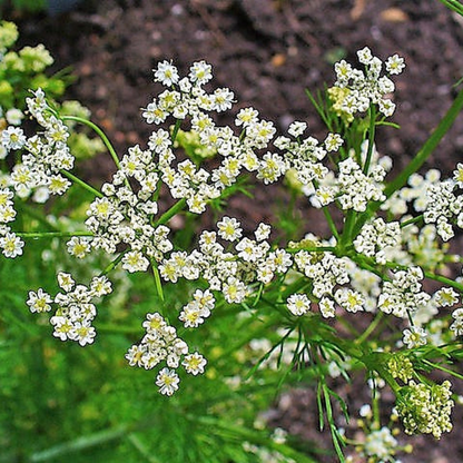 Caraway Herb Seeds