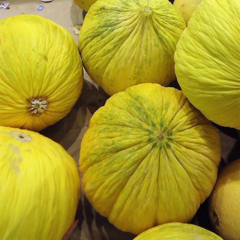 Casaba Melon Cucumis Melo Fruit Seeds