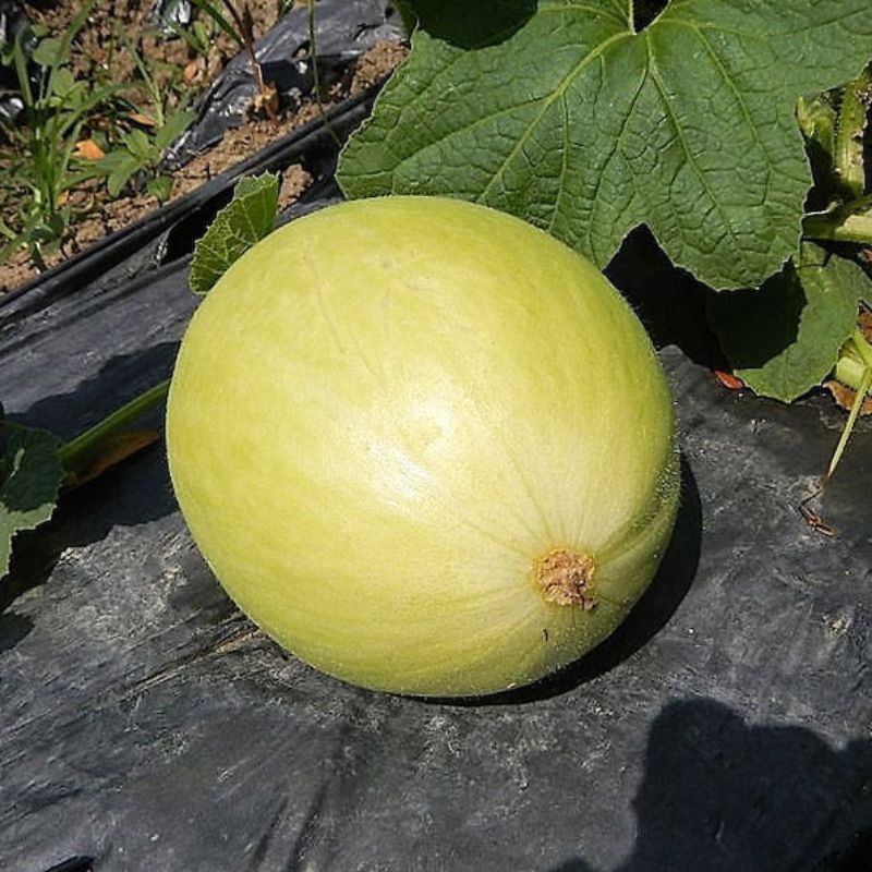 Casaba Melon Cucumis Melo Fruit Seeds – USA SEED VILLAGE