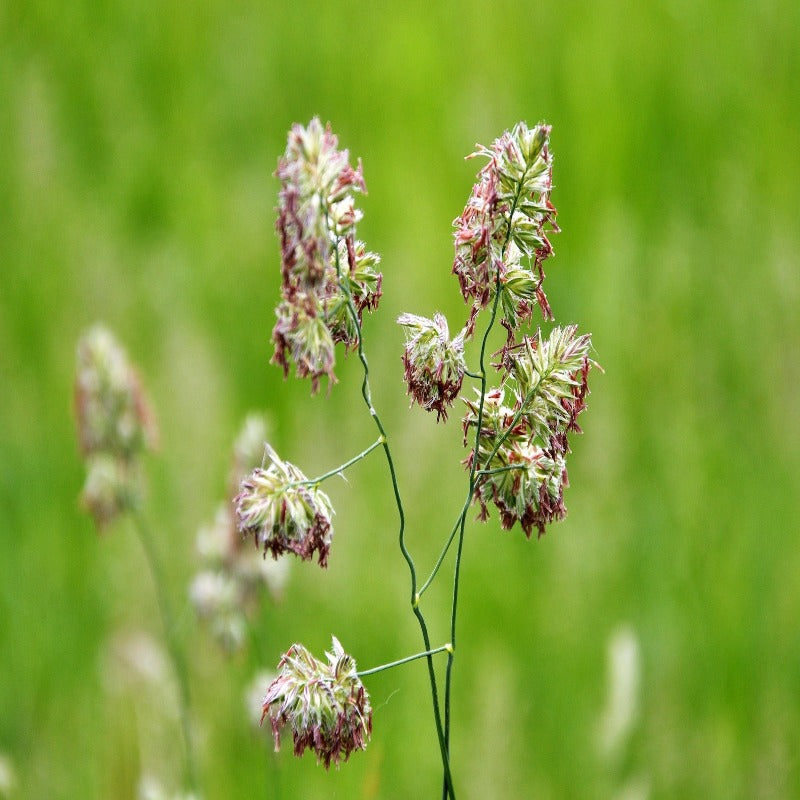 Cat Grass Cocksfoot Seeds