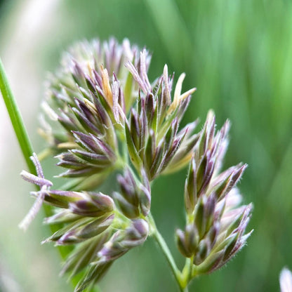 Cat Grass Cocksfoot Seeds