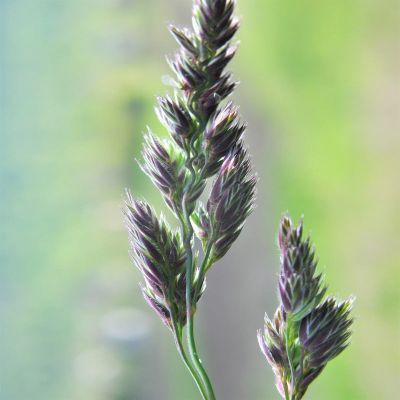 Cat Grass Cocksfoot Seeds