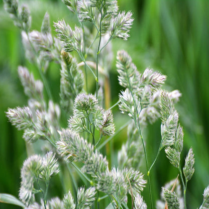 Cat Grass Cocksfoot Seeds