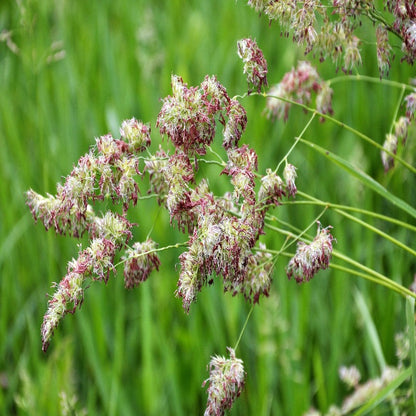 Cat Grass Cocksfoot Seeds