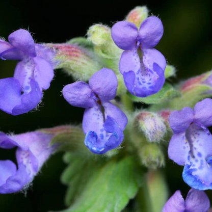 Catmint Herb Seeds