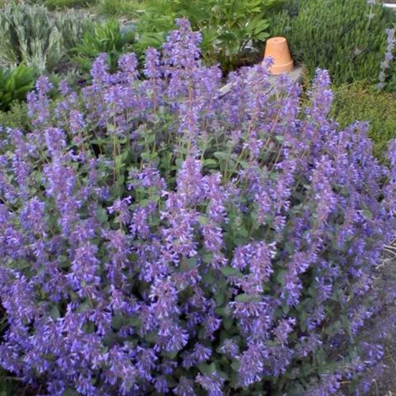 Catmint Herb Seeds