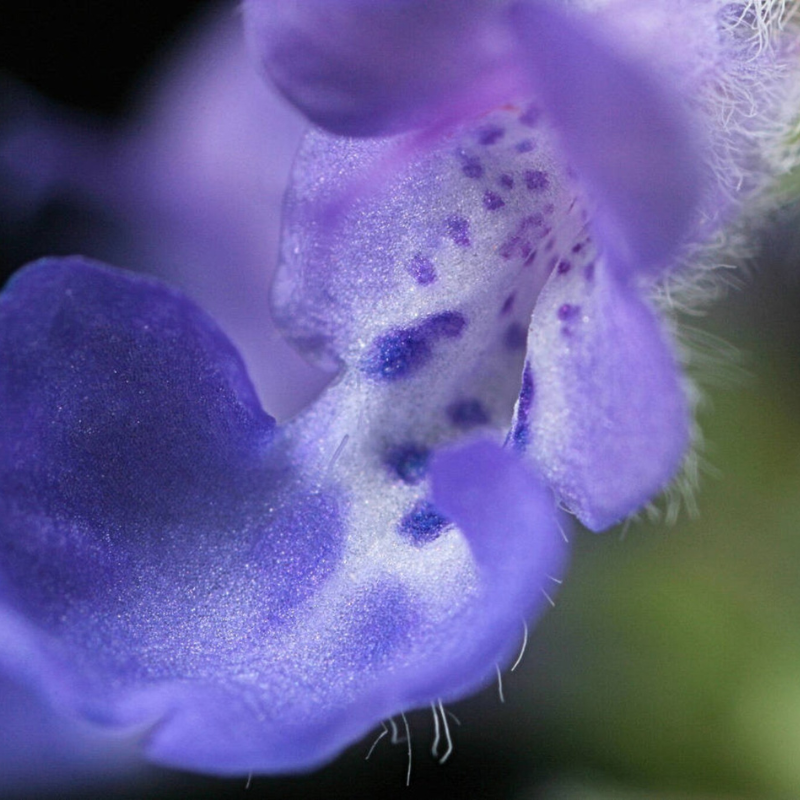 Catmint Herb Seeds